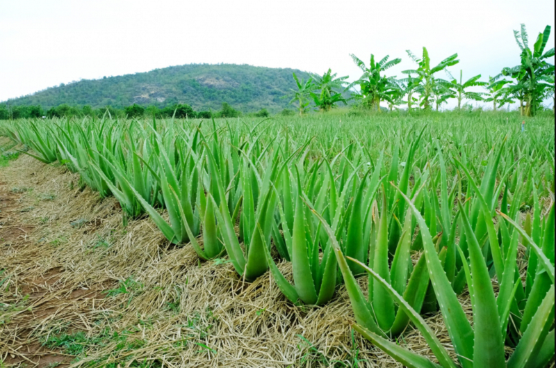 Nha Đam Có Tác Dụng Gì? Tìm Hiểu Về Công Dụng Của Cây Nha Đam