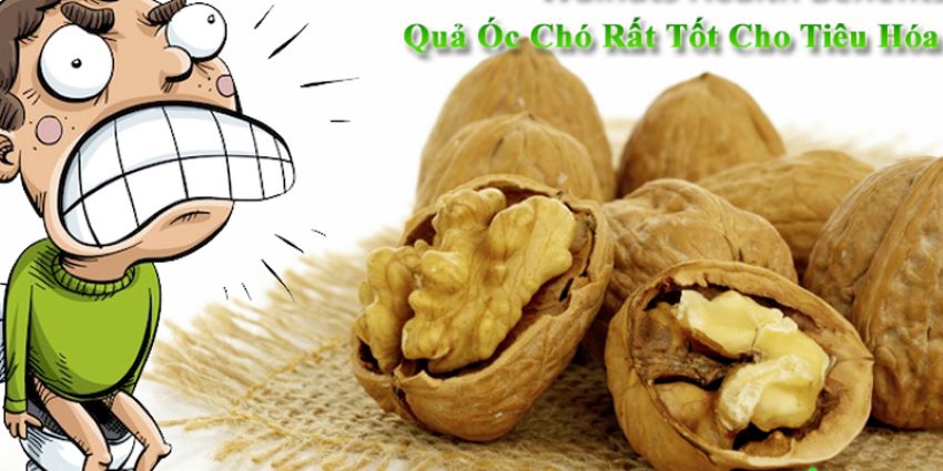 sua-oc-cho-la-gi-cong-dung-cua-sua-oc-cho